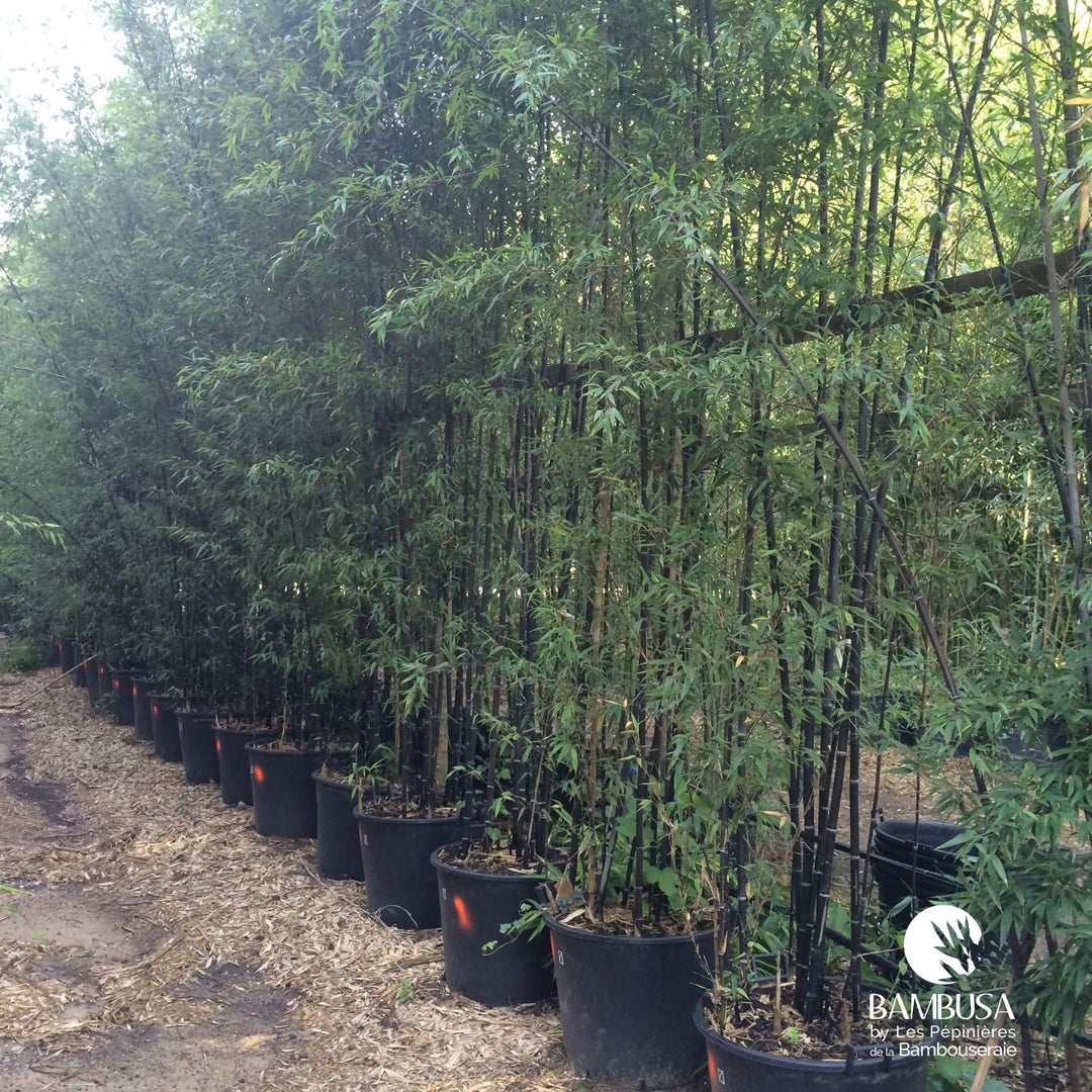 Phyllostachys nigra en massif de jardin