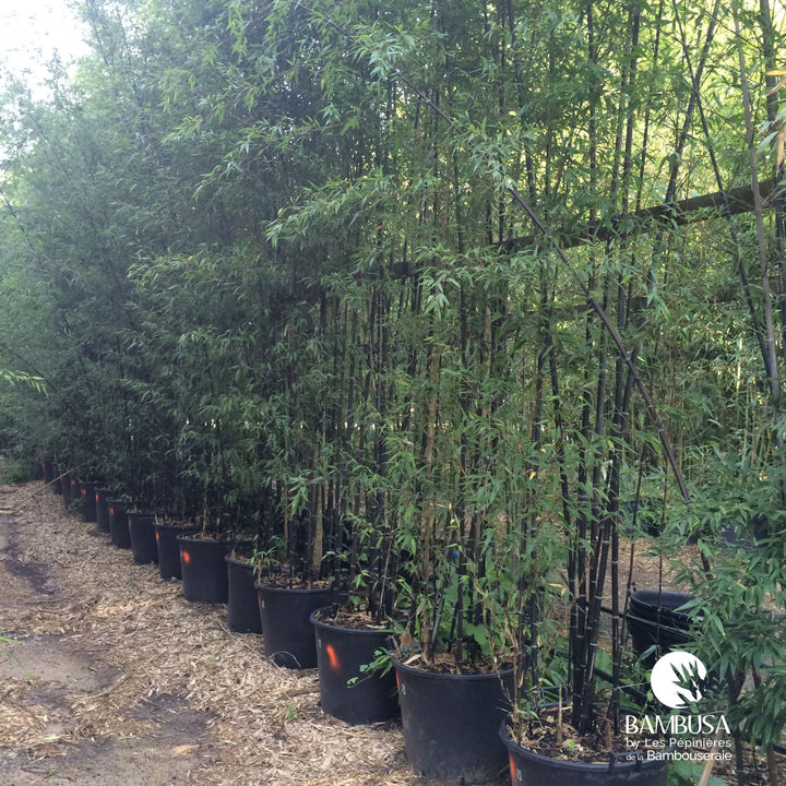 Phyllostachys nigra en massif de jardin
