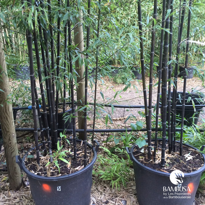 Phyllostachys nigra — bambou traçant, à planter avec barrière anti-rhizome