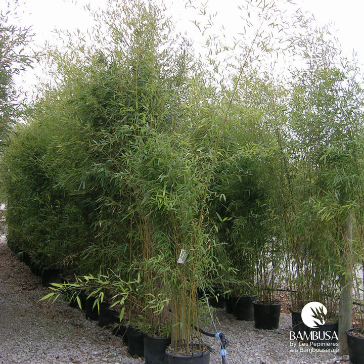 Phyllostachys nuda — hauteur adulte : plus de 5 m