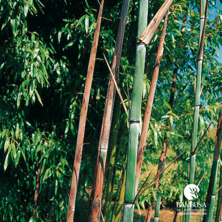 Phyllostachys nuda au port érigé