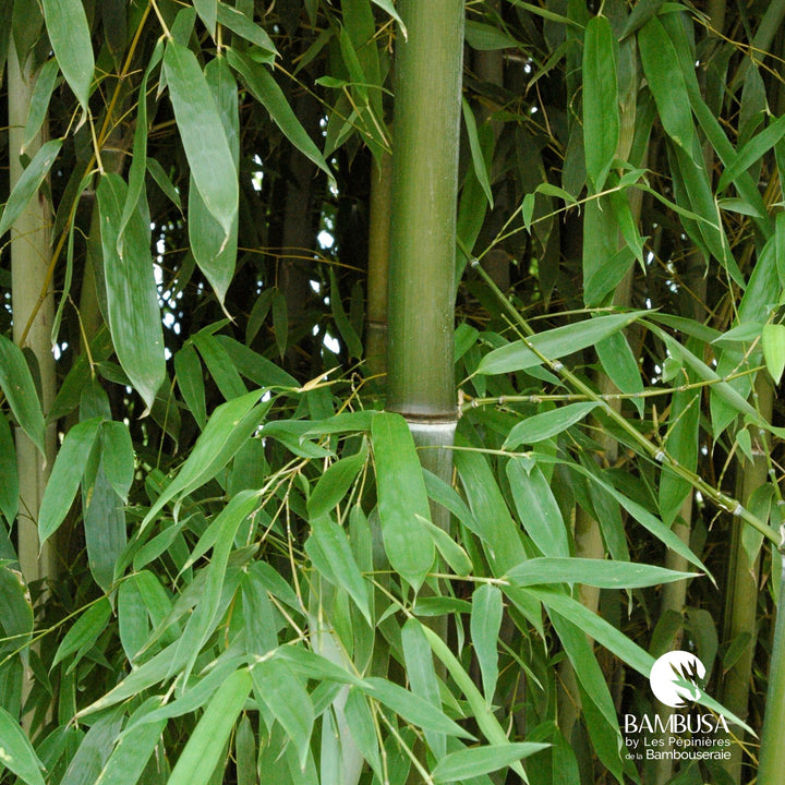 Phyllostachys nuda aux chaumes verts