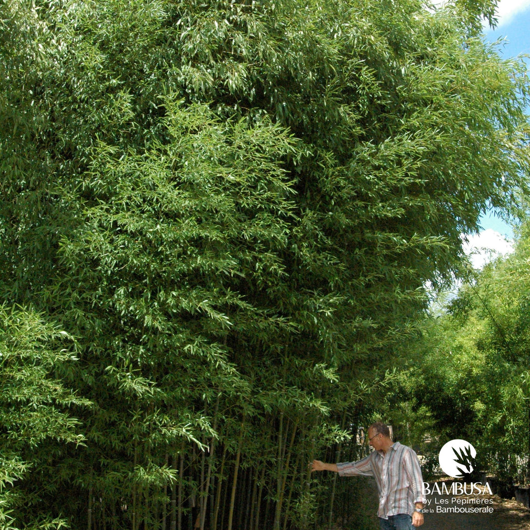 Phyllostachys nuda