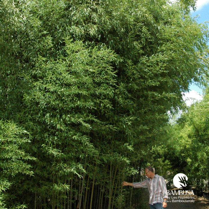 Phyllostachys nuda