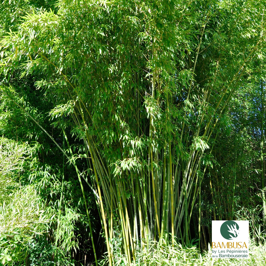 Phyllostachys rubromarginata — exposition soleil ou mi-ombre