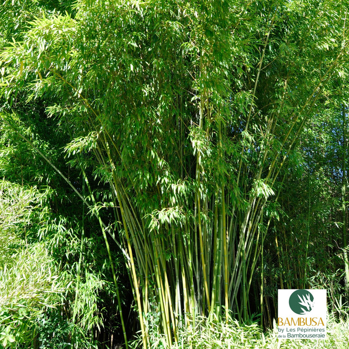 Phyllostachys rubromarginata — exposition soleil ou mi-ombre