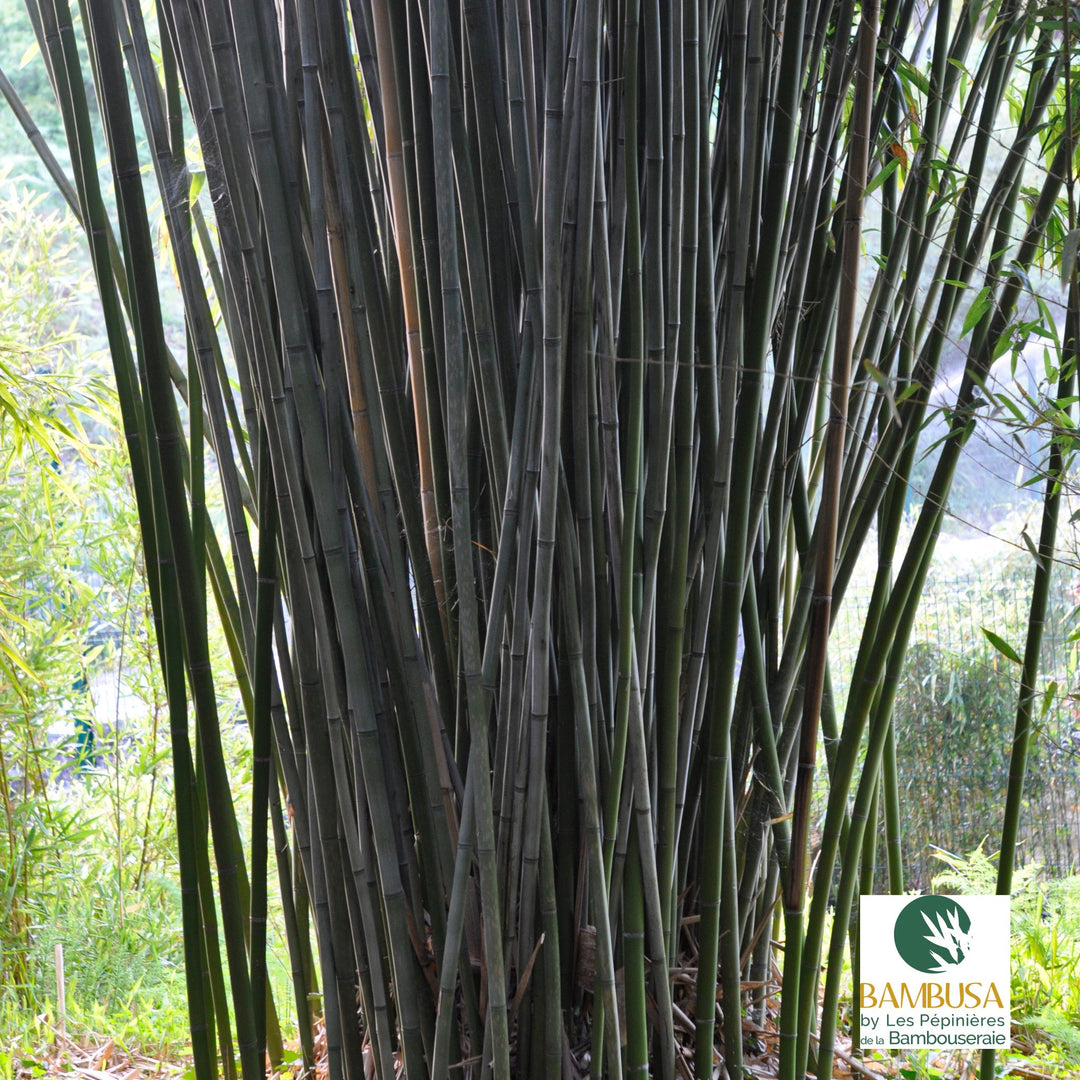 Phyllostachys rubromarginata aux chaumes verts