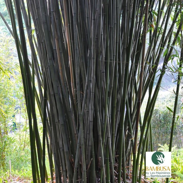 Phyllostachys rubromarginata aux chaumes verts