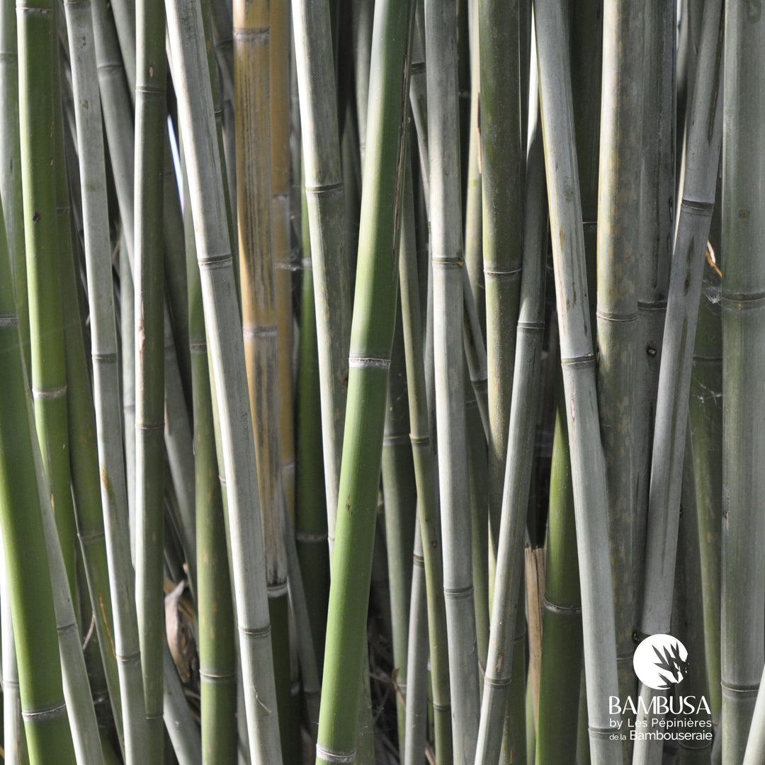 Phyllostachys rubromarginata — hauteur adulte : plus de 5 m