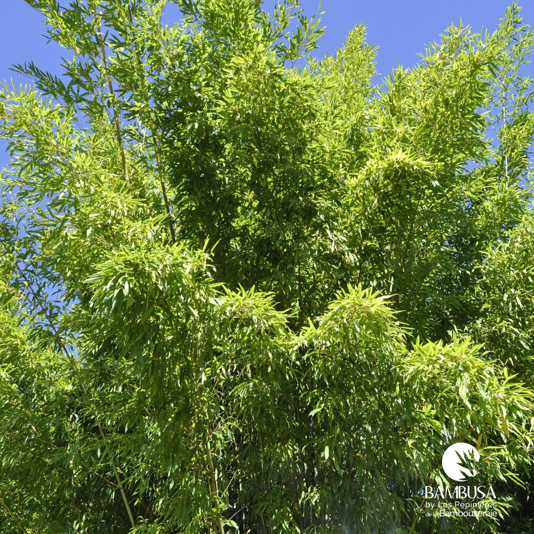 Phyllostachys rubromarginata