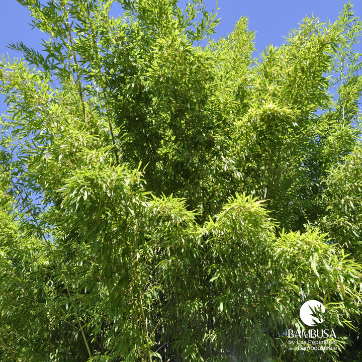 Phyllostachys rubromarginata
