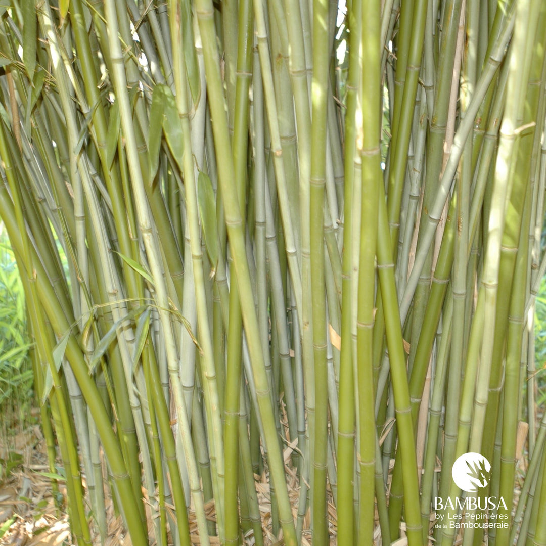 Phyllostachys rubromarginata au port érigé