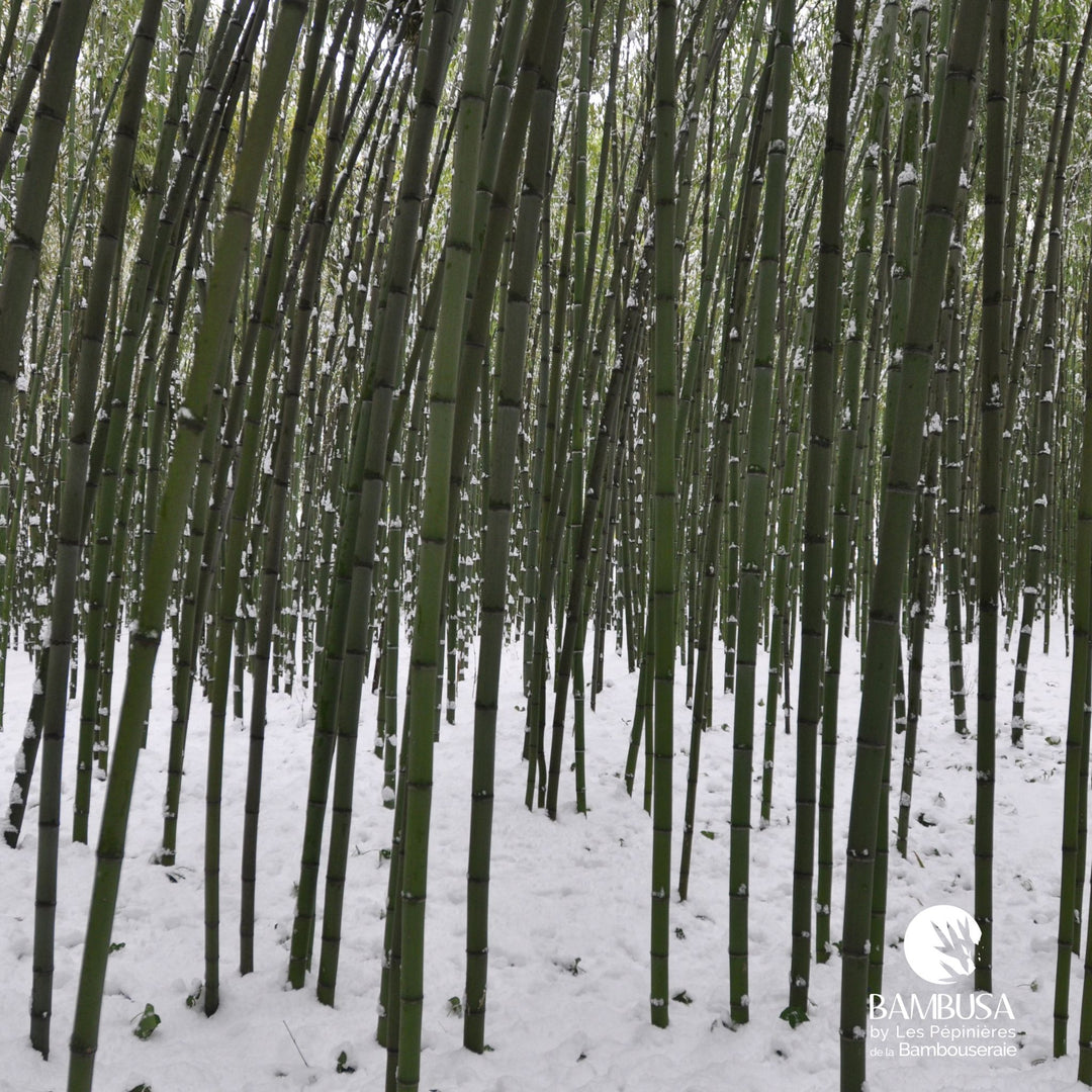 Phyllostachys viridiglaucescens — exposition soleil ou mi-ombre