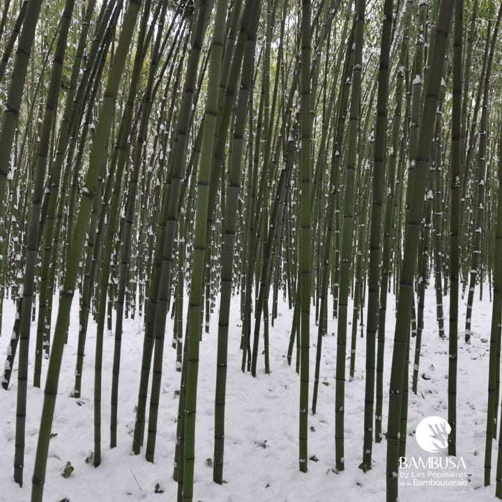 Phyllostachys viridiglaucescens — exposition soleil ou mi-ombre