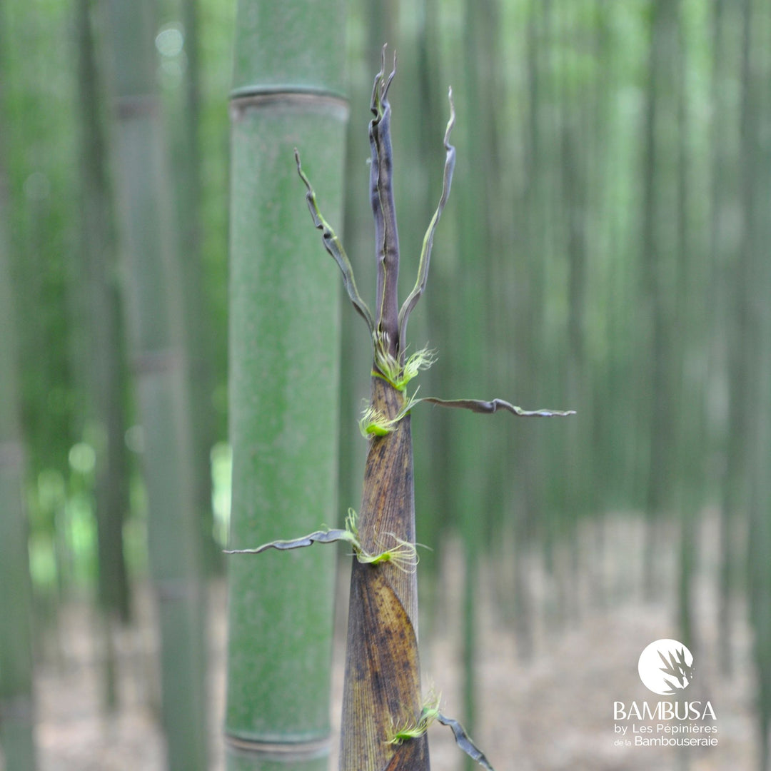 Phyllostachys viridiglaucescens — rustique jusqu&
