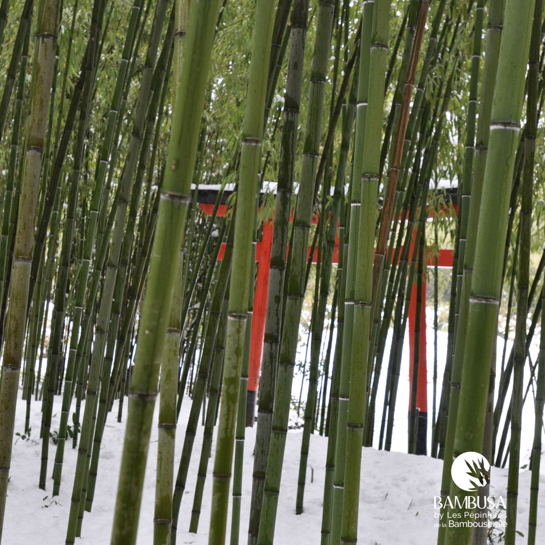 Phyllostachys viridiglaucescens en brise-vent