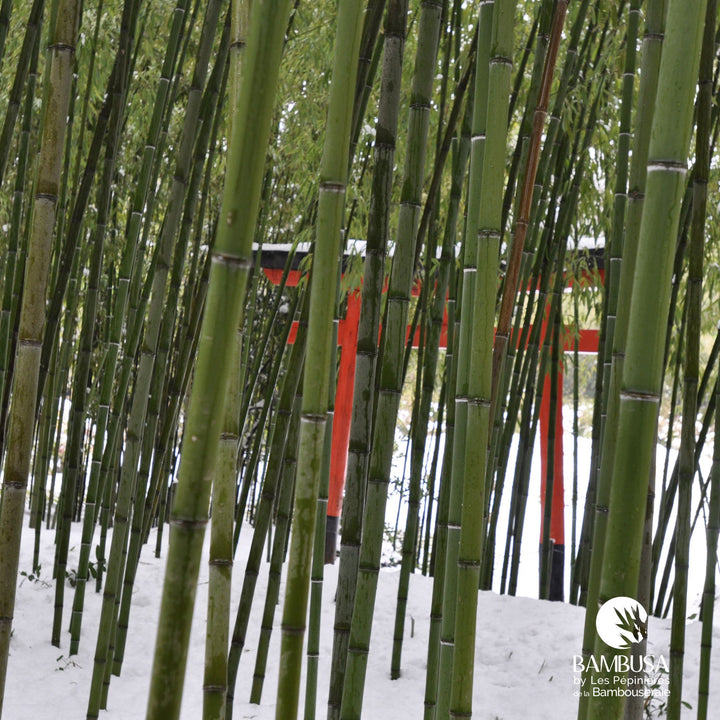 Phyllostachys viridiglaucescens en brise-vent