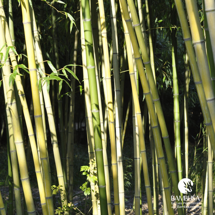 Phyllostachys viridiglaucescens pour haie