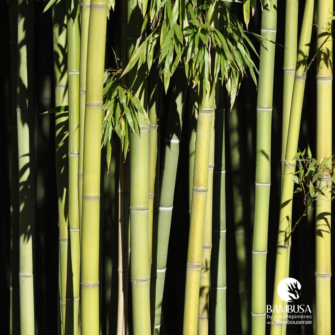 Phyllostachys viridiglaucescens — bambou traçant, à planter avec barrière anti-rhizome