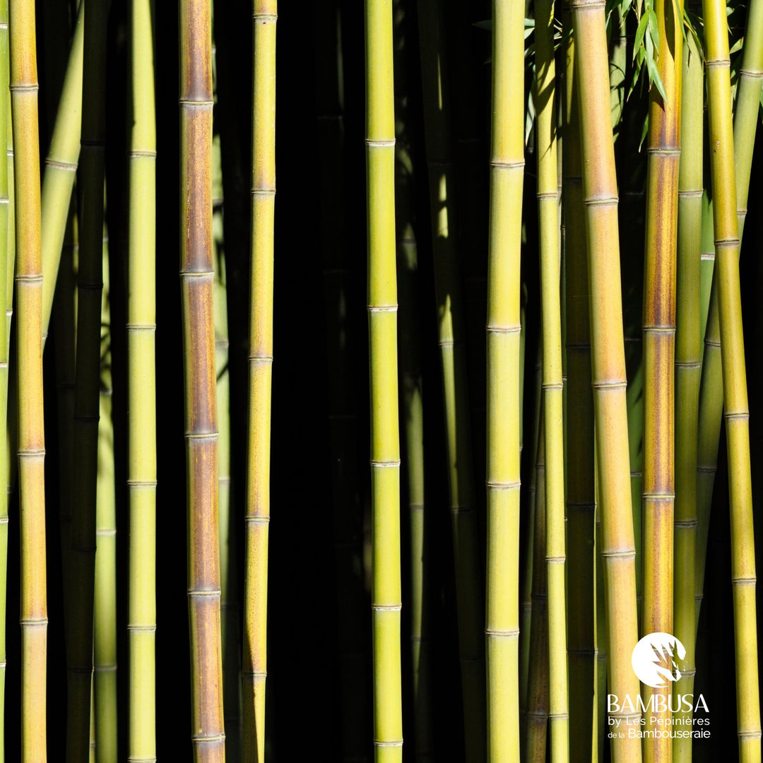 Phyllostachys viridiglaucescens — tous types de sol