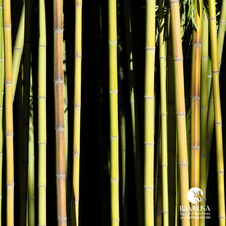 Phyllostachys viridiglaucescens — tous types de sol