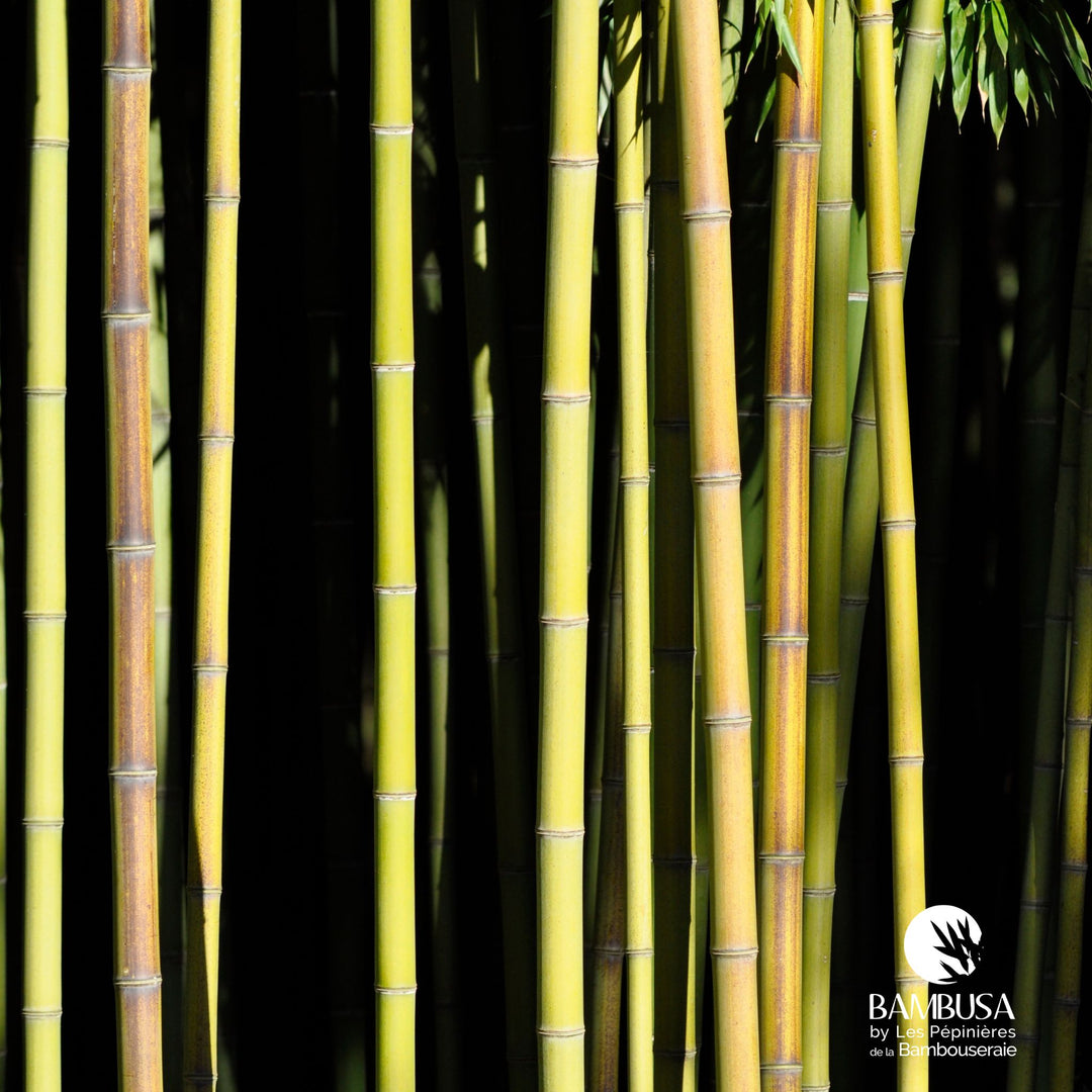 Phyllostachys viridiglaucescens en pot, livré prêt à planter