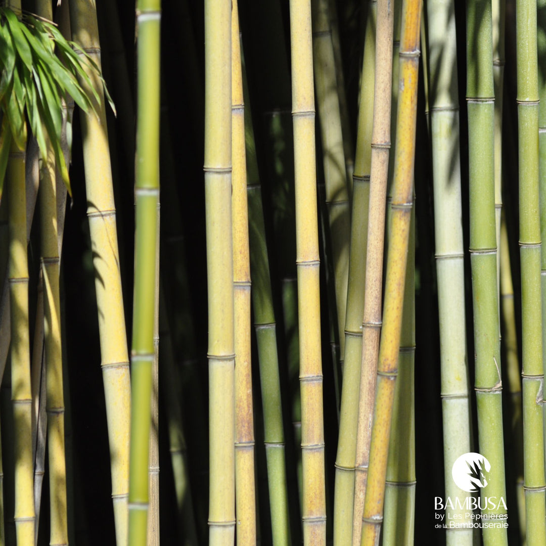 Phyllostachys viridiglaucescens — pépinière Bambusa