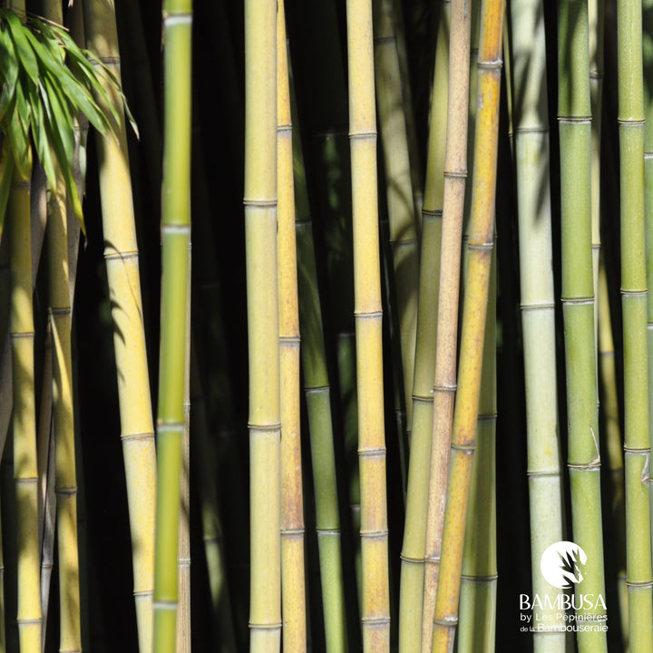Phyllostachys viridiglaucescens — pépinière Bambusa
