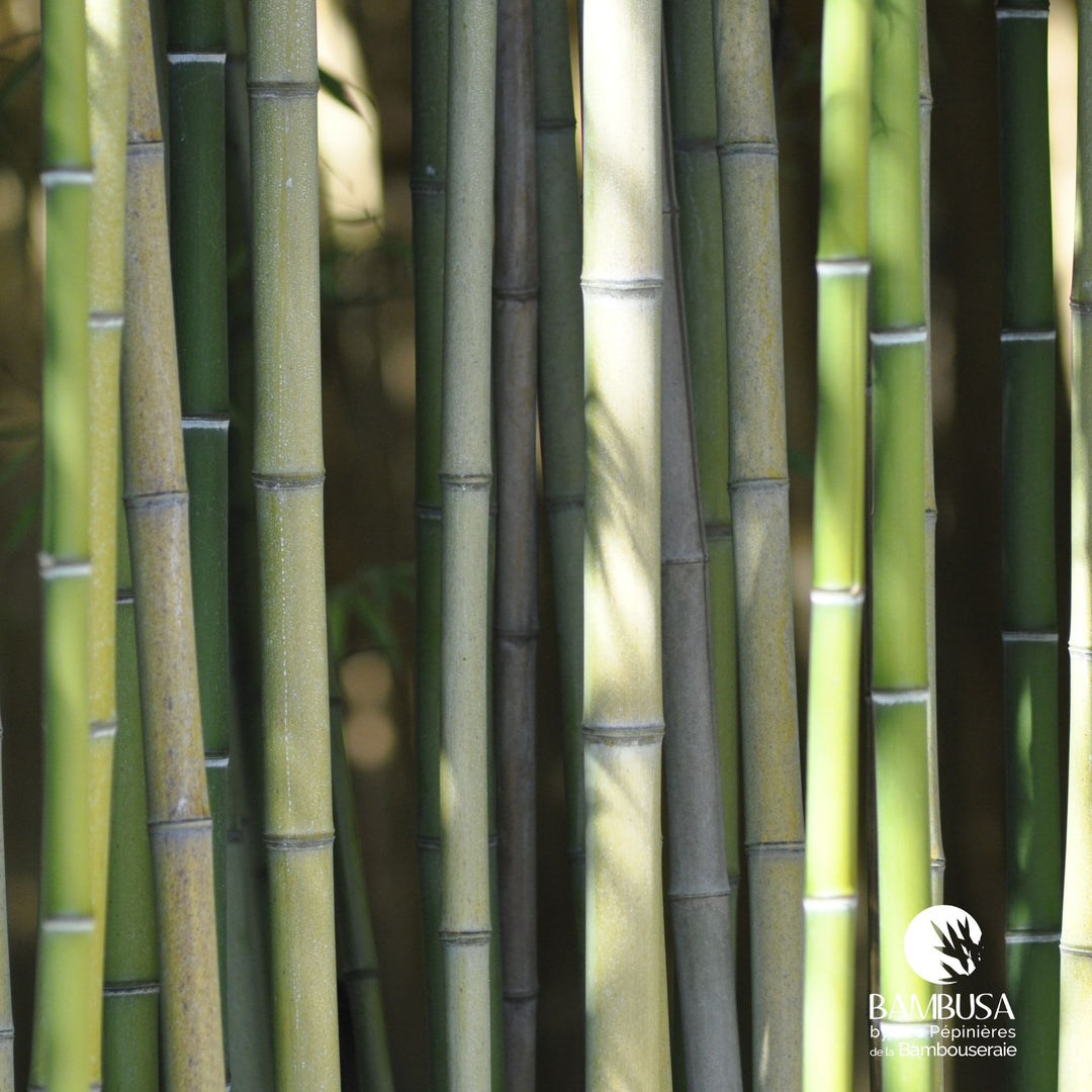 Phyllostachys viridiglaucescens — hauteur adulte : plus de 5 m
