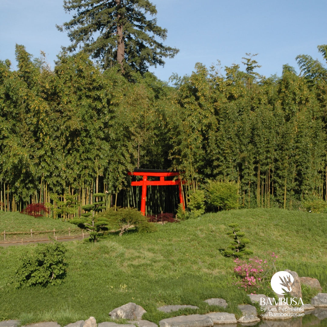 Phyllostachys viridiglaucescens