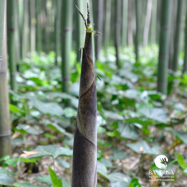 Phyllostachys viridiglaucescens aux chaumes verts