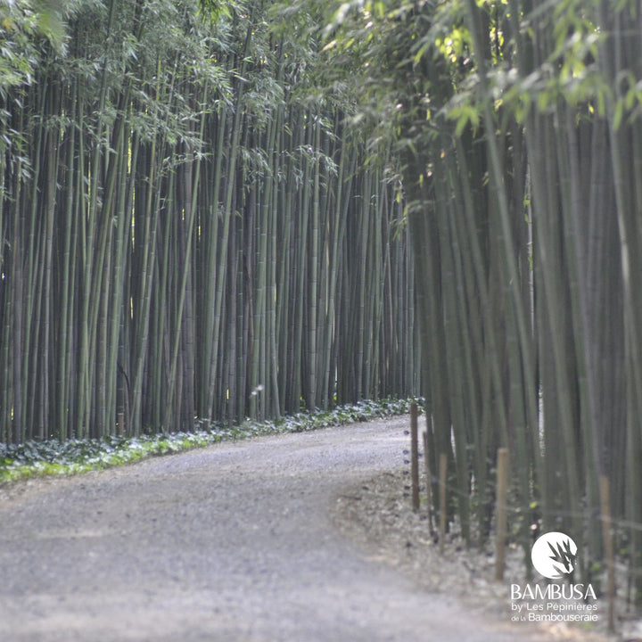 Phyllostachys viridiglaucescens au port érigé