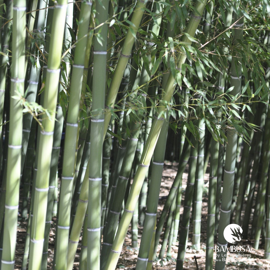 Phyllostachys viridis — hauteur adulte : plus de 5 m
