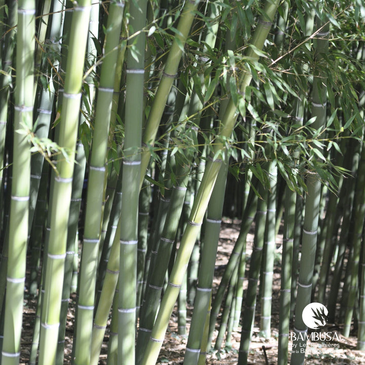 Phyllostachys viridis — hauteur adulte : plus de 5 m