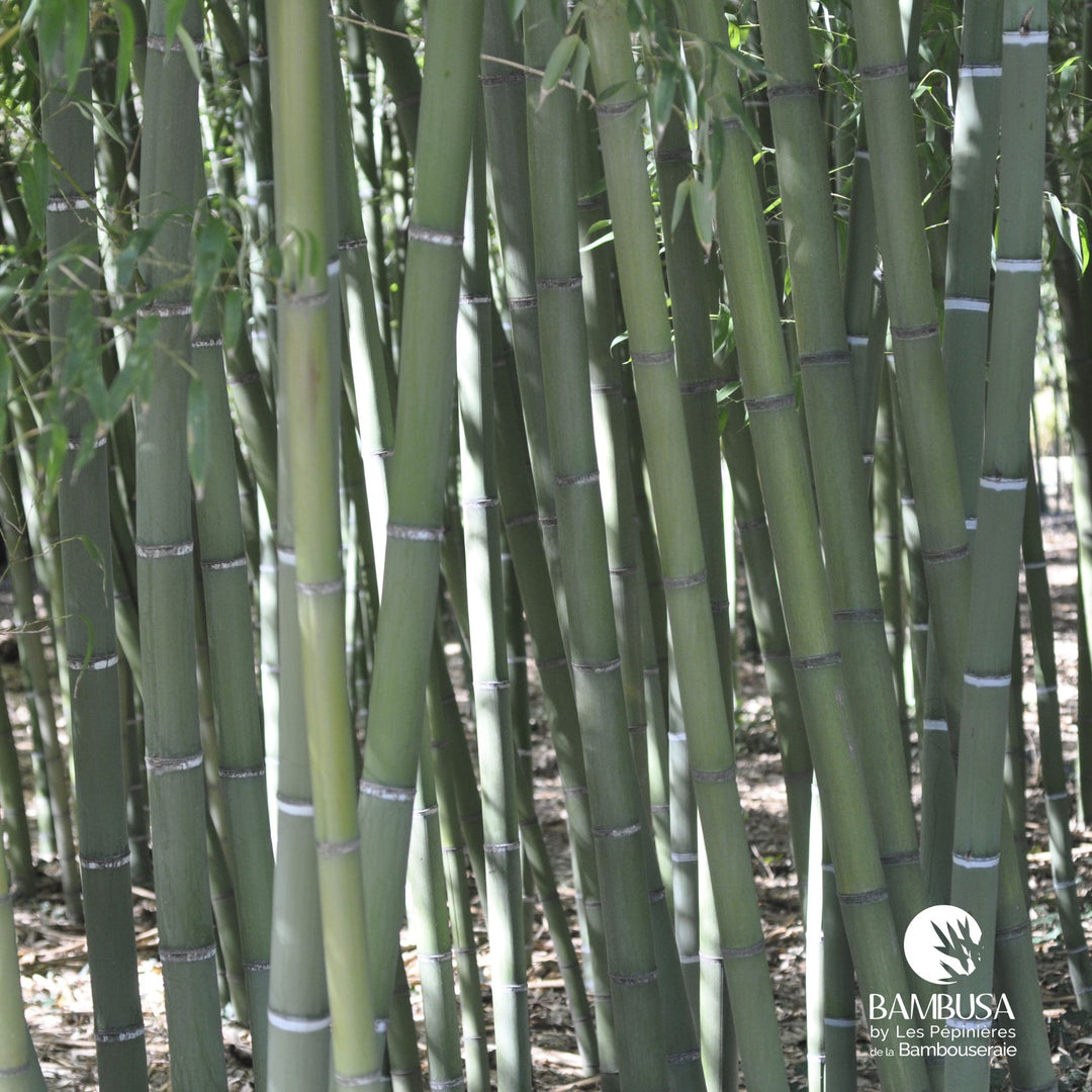 Phyllostachys viridis au port érigé
