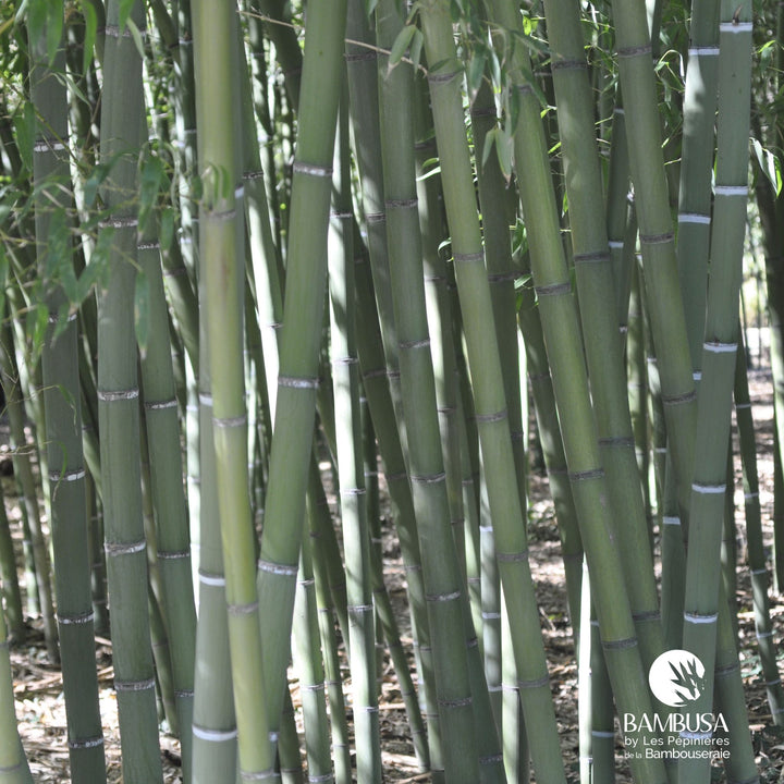 Phyllostachys viridis au port érigé