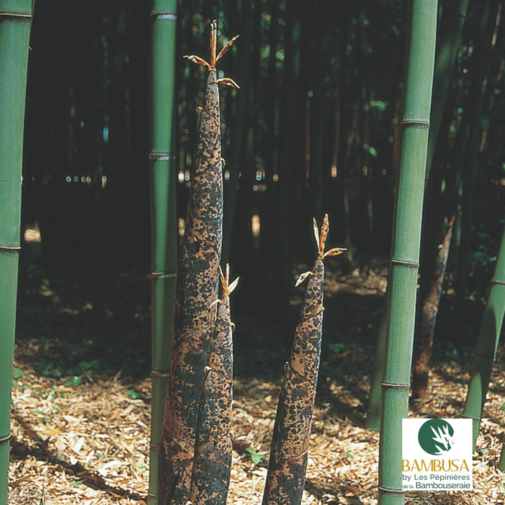 Phyllostachys viridis — exposition soleil ou mi-ombre