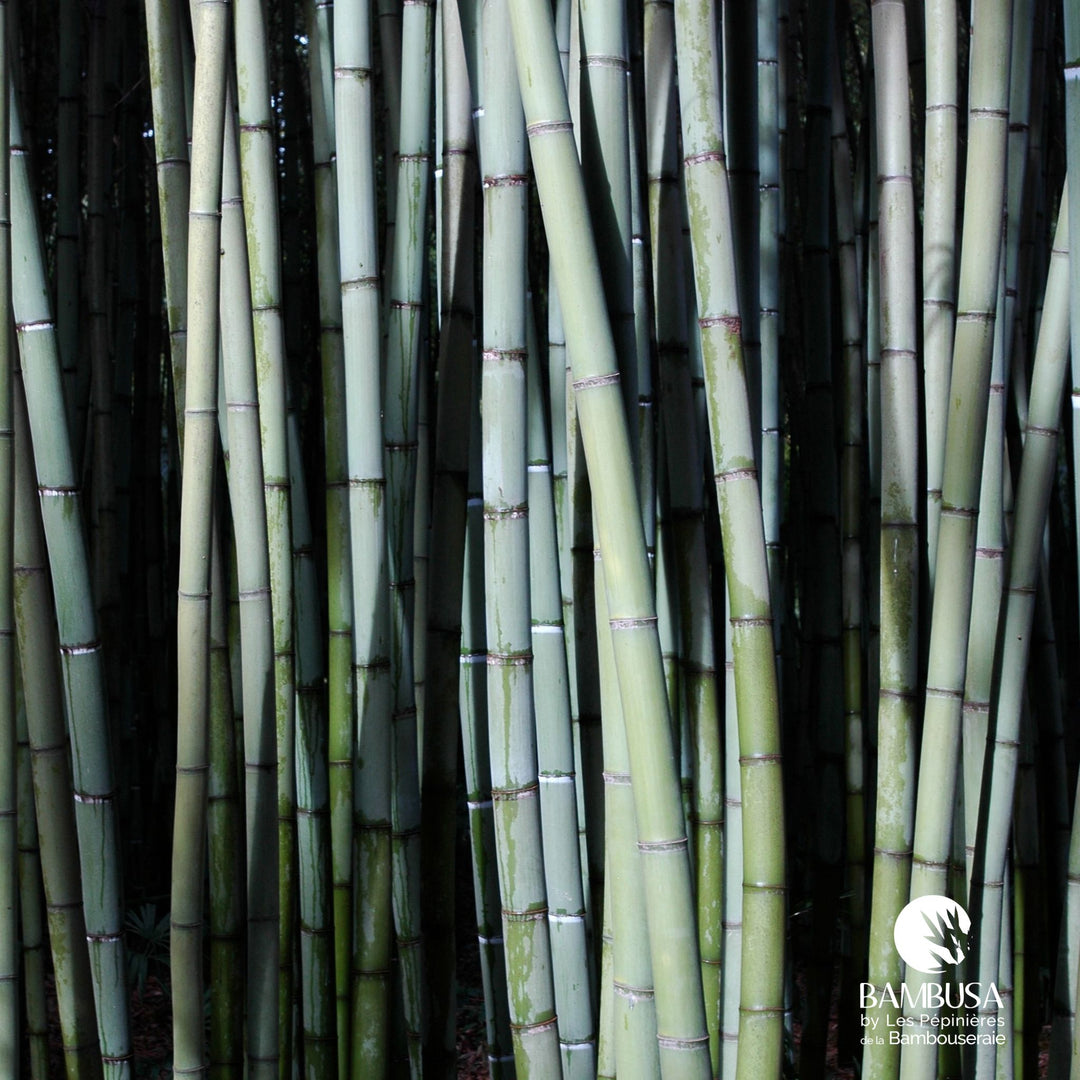 Phyllostachys viridis — rustique jusqu&