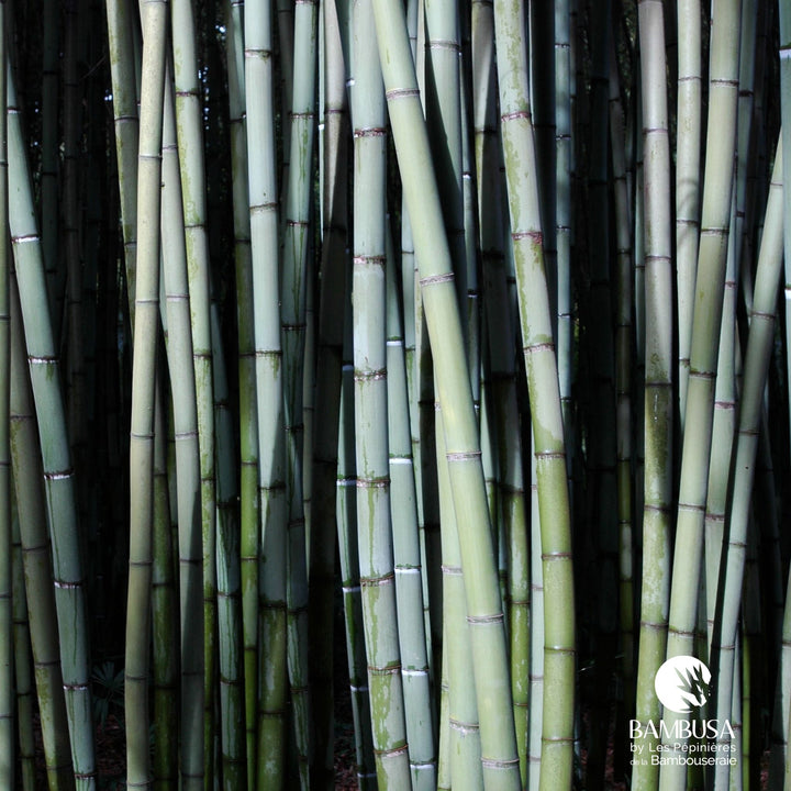 Phyllostachys viridis — rustique jusqu&