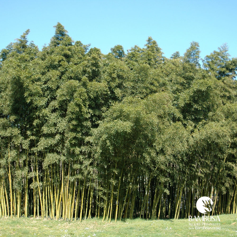 Phyllostachys viridis aux chaumes verts