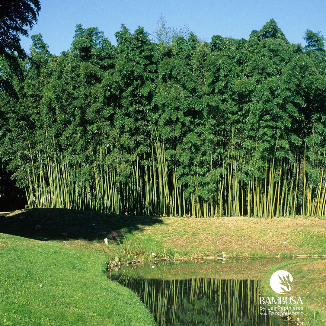 Phyllostachys viridis