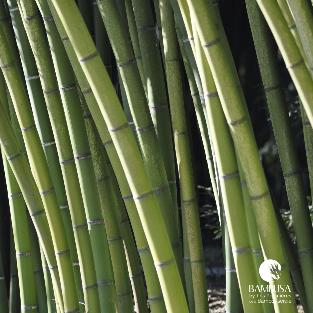 Phyllostachys viridis en massif de jardin
