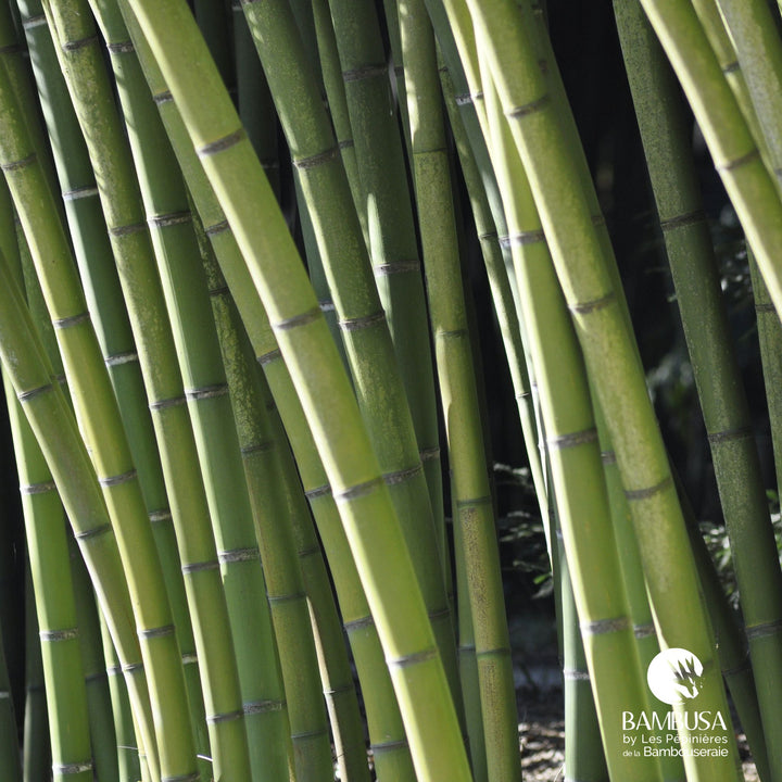 Phyllostachys viridis en massif de jardin
