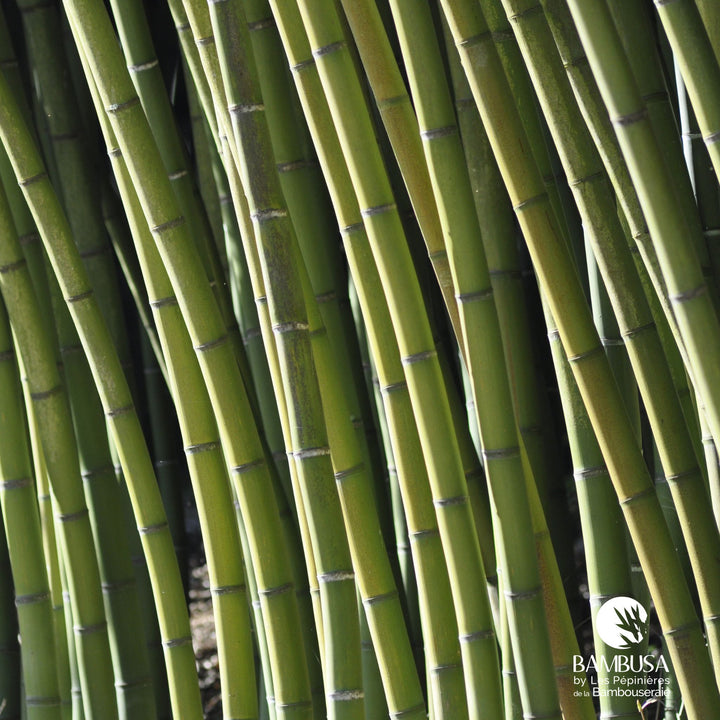 Phyllostachys viridis — bambou traçant, à planter avec barrière anti-rhizome