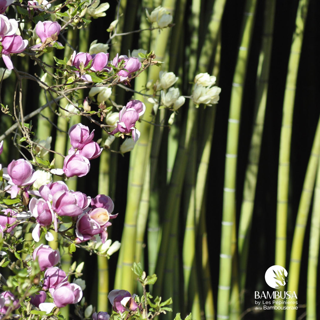 Phyllostachys viridis — sol argileux
