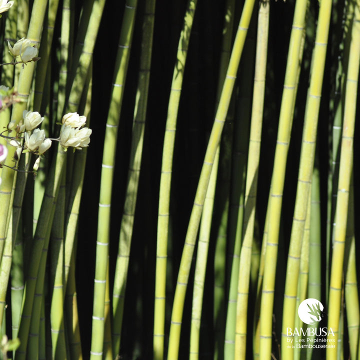 Phyllostachys viridis en pot, livré prêt à planter