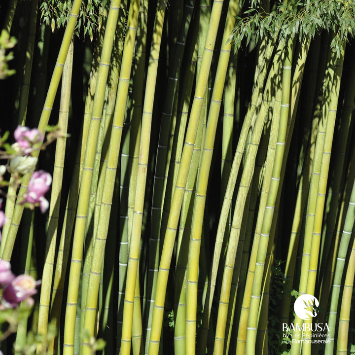 Phyllostachys viridis — pépinière Bambusa