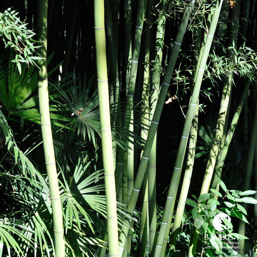 Phyllostachys viridis — photo 13