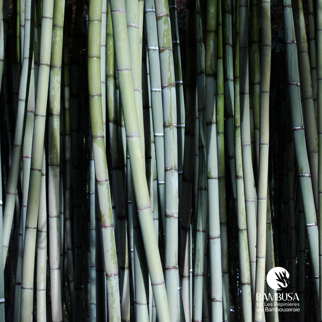 Phyllostachys viridis à pousses comestibles