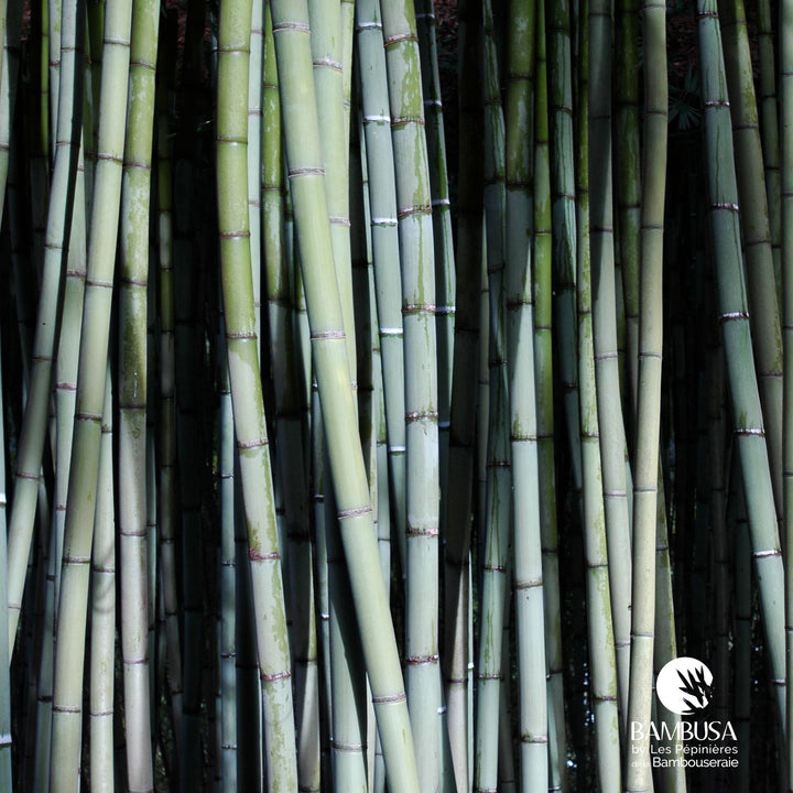 Phyllostachys viridis à pousses comestibles